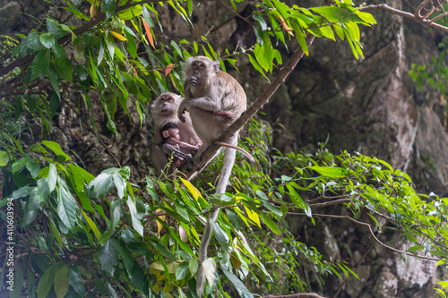 Monkey in a temple complex in Malaysia