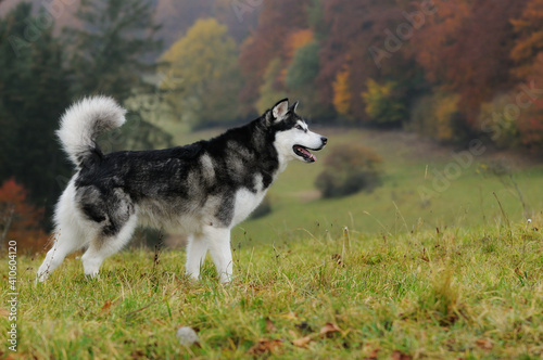 Alaskan Malamute in autumn © AnetaPics