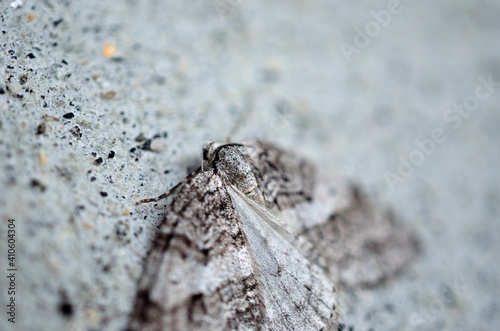 small grey moth on grey concrete wall