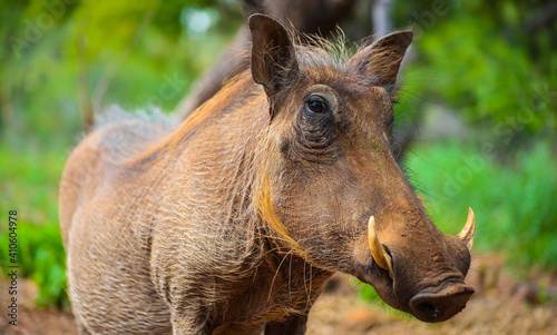 Selective focus shot of a wild African Warthog in a South African game reserve