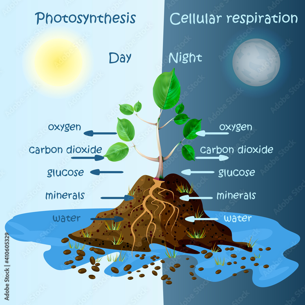 Diagram of plant photosynthesis.Photosynthesis explanation science