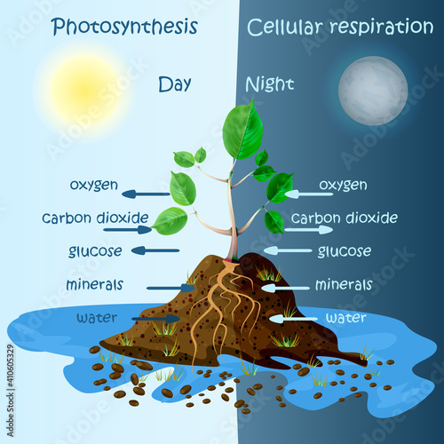 Diagram of plant photosynthesis.Photosynthesis explanation science. Photosynthesis process poster with plant, text and arrows. Tree produce oxygen. Education chart of biology.Stock vector illustration