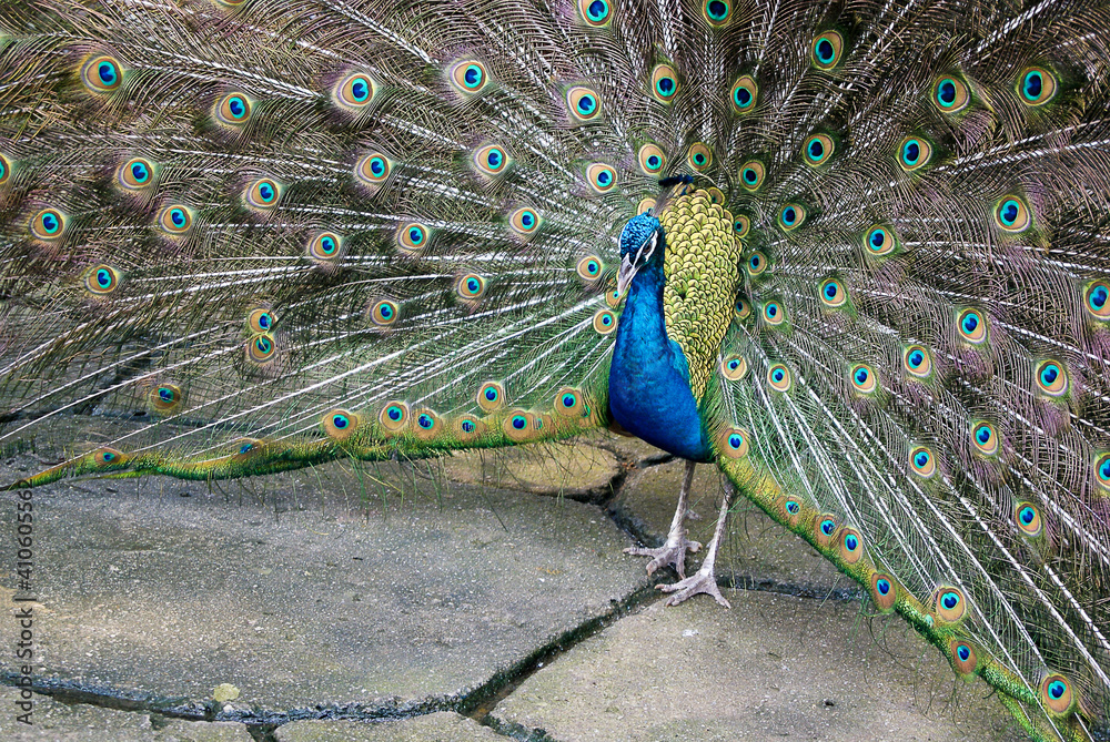 Obraz premium Bright peacock with open tail close-up