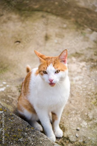 Ginger and white cat, Mali Iz, Island of Iz, Zadar archipelago, Dalmatia, Croatia