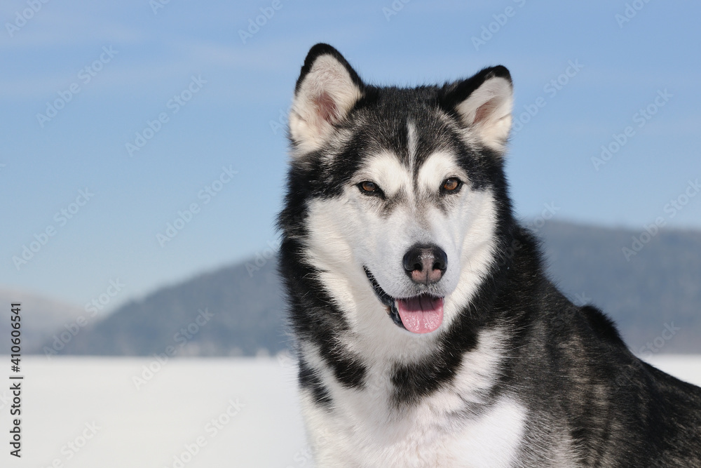 Alaskan Malamute in winter and snow Alaskan Malamute in winter and snow