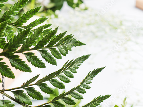 Fern closeup background on gray background. Greeting card, web banner mockup on gray