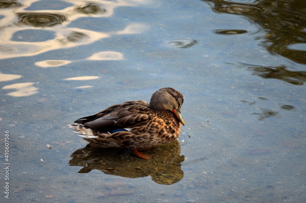 beautiful female mallard duck looking for food in clear summer pond beautiful female mallard duck looking for food in clear summer pond