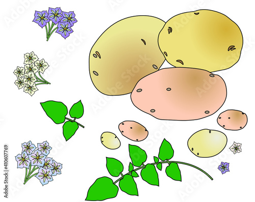 Tubers, leaves and multi-colored inflorescences of potatoes