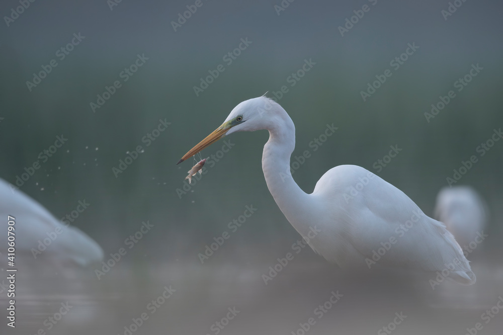 Great Egret fishing in misty mornings Great Egret fishing in misty mornings