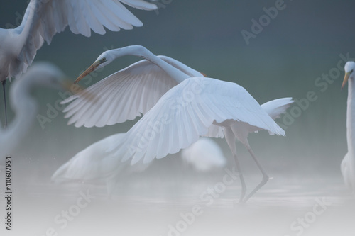 Fototapeta Naklejka Na Ścianę i Meble -  great egret fighting 