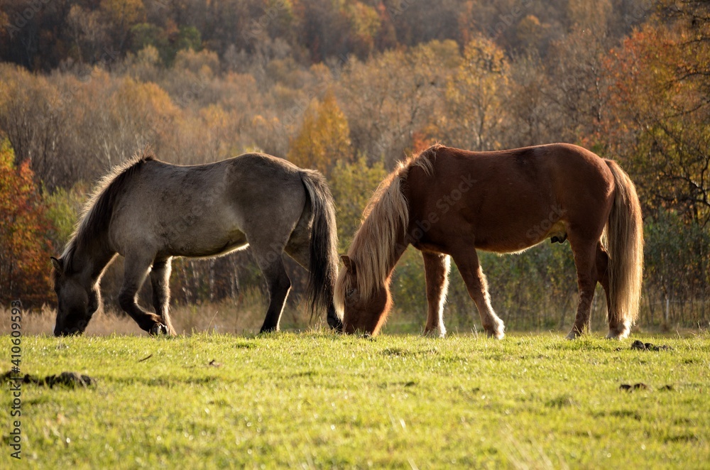 majestic horses grazing on autumn field at sunset majestic horses grazing on autumn field at sunset