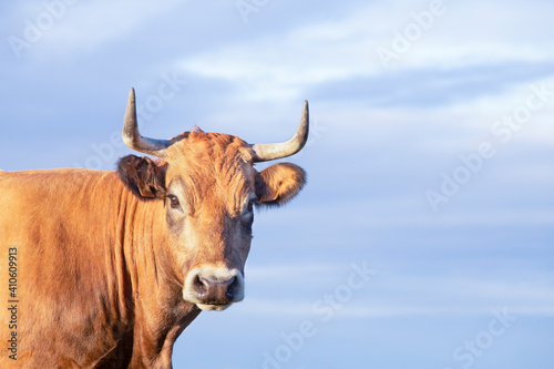brown horned cow torso isolated with sky background. facing camera, space for copy and text.