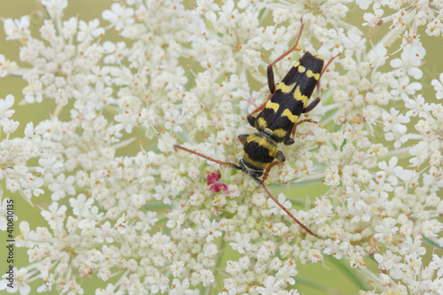 Plagionotus floralis, coleottero floreale che si confonde facilmente con un una vespa.  photo