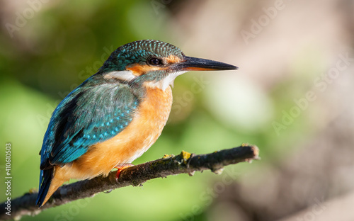 Сommon kingfisher, Alcedo atthis. In the early morning, the bird sits on a branch above the river