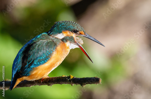 Сommon kingfisher, Alcedo atthis. The bird regurgitates undigested fish remains photo