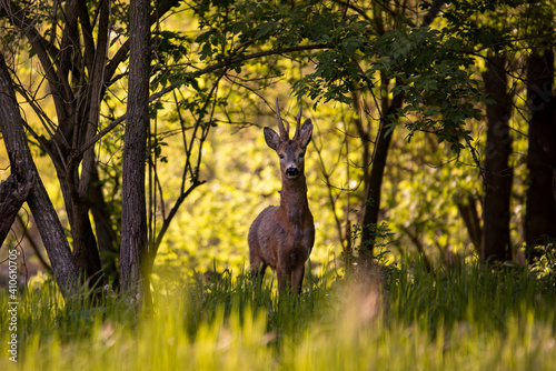 a deer in the forest looking at the camera in spring season. wild creature capreolus capreolus. goat in freedom during summer photo