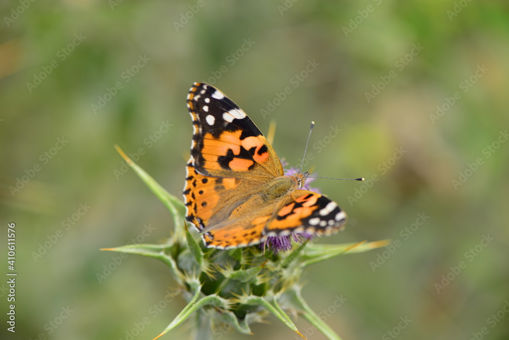 nature bodıes
