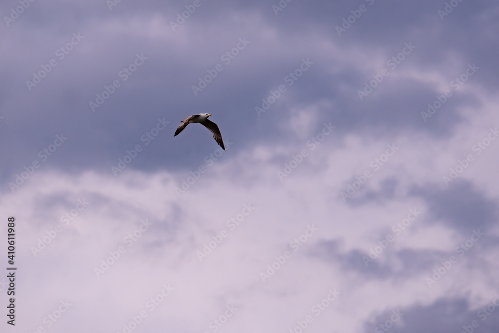 seagull flying in the sky with clouds. Laridae wild bird living in freedom seagull flying in the sky with clouds. Laridae wild bird living in freedom