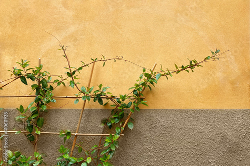 Ivy climbing plant on wooden decor grid against pastel yellow wall background. Greenery and gardening concept. Rural wallpaper. Text space