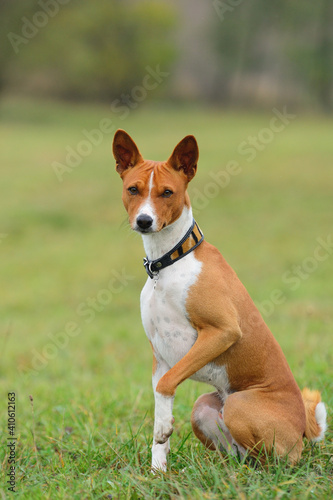 Fototapeta Naklejka Na Ścianę i Meble -  Basenji Kongo Terrier Dog