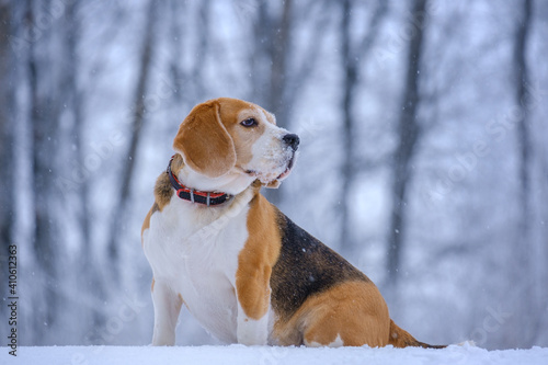 cute beagle dog on a walk in a winter snow-covered park. beagle runs and plays in the snow