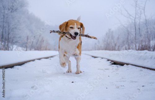 cute beagle dog on a walk in a winter snow-covered park. beagle runs and plays in the snow