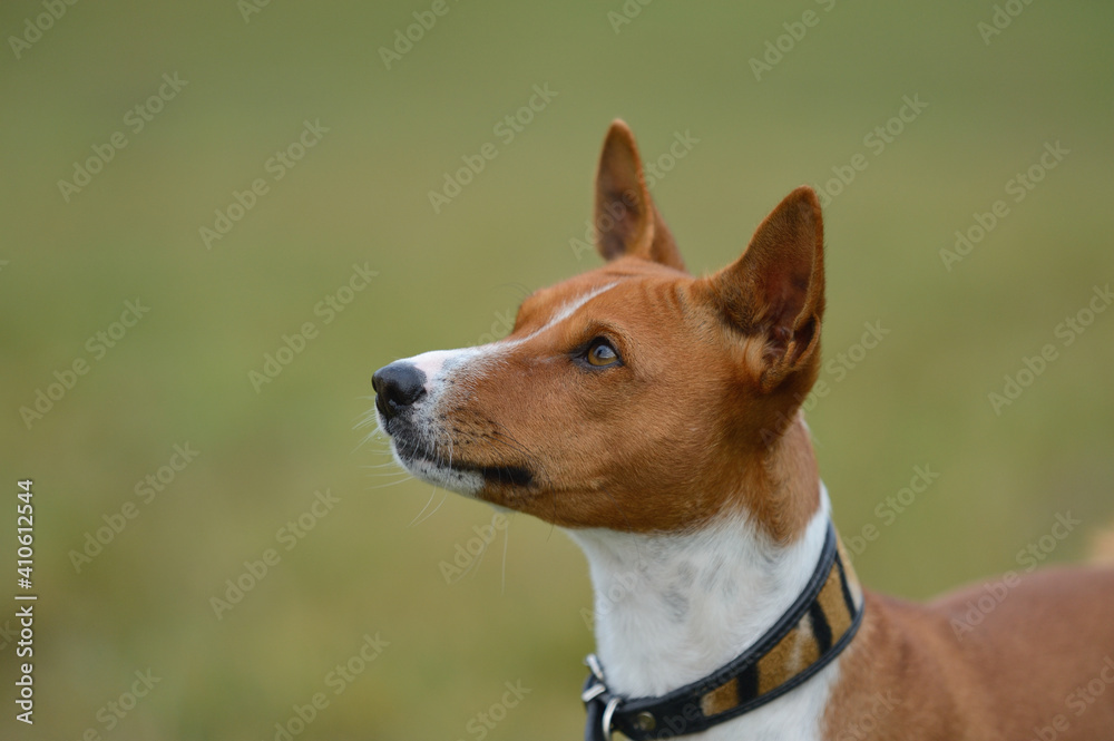 Basenji Kongo Terrier Dog