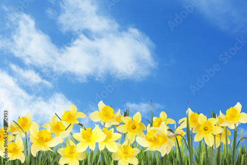 Beautiful spring flowers outdoors on sunny day