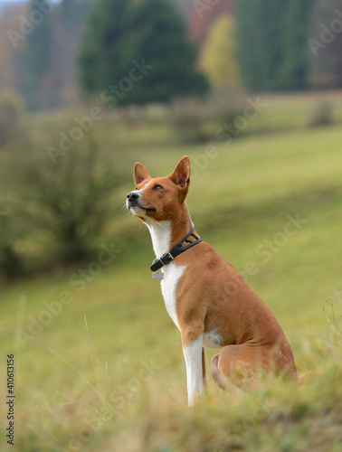 Fototapeta Naklejka Na Ścianę i Meble -  Basenji Kongo Terrier Dog