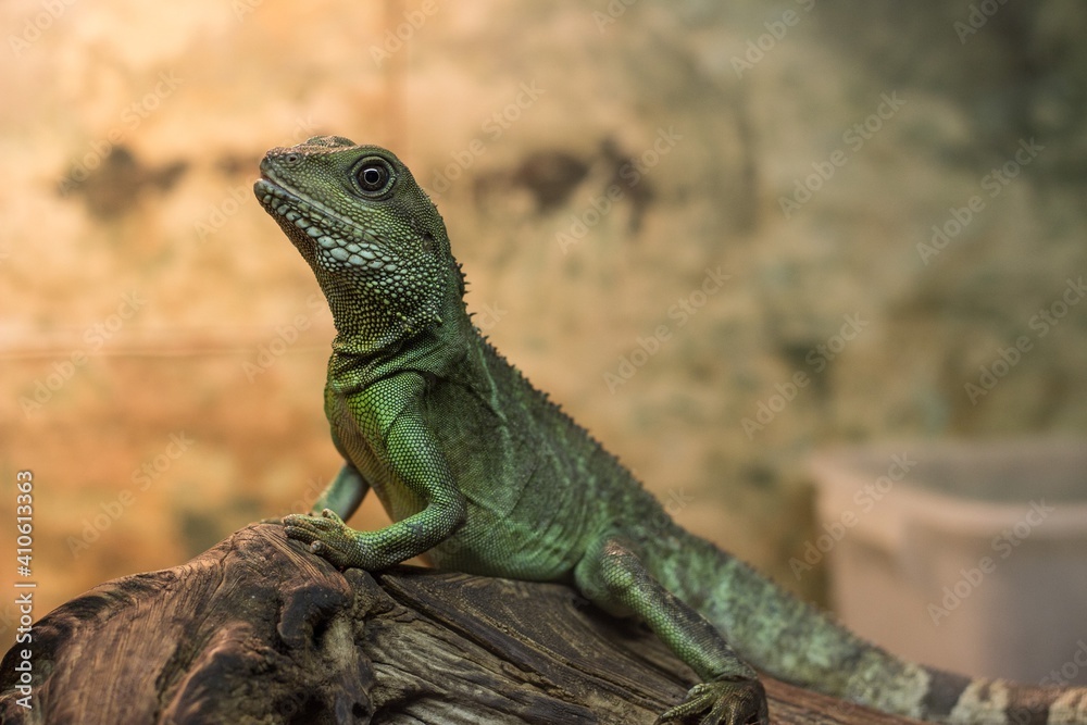 Fototapeta premium iguana on a tree