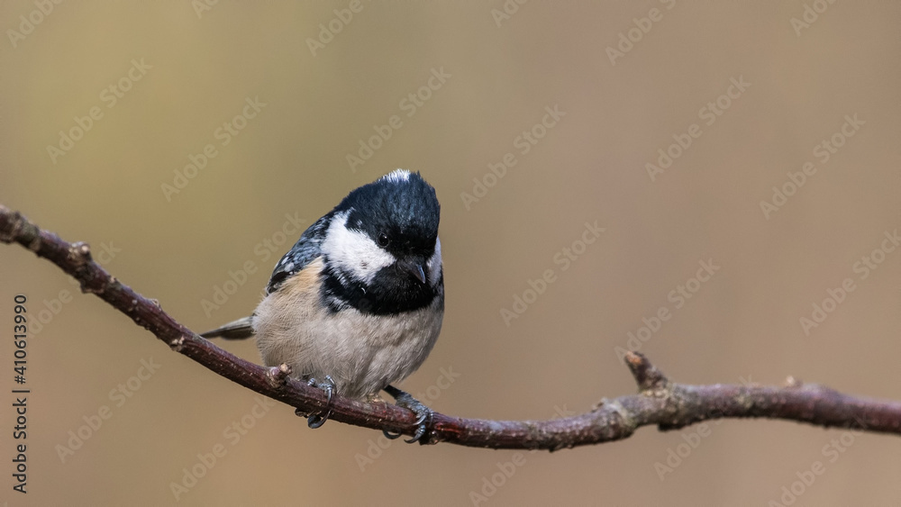 Naklejka premium Coal Tit sitting on a stick