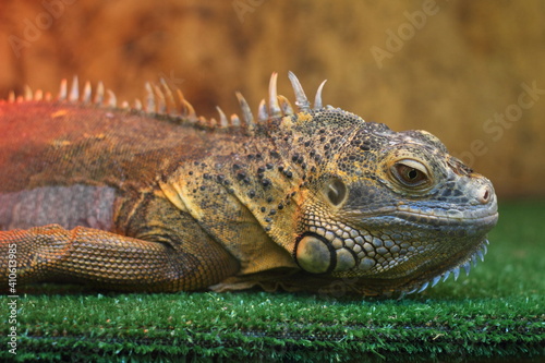 iguana in the zoo