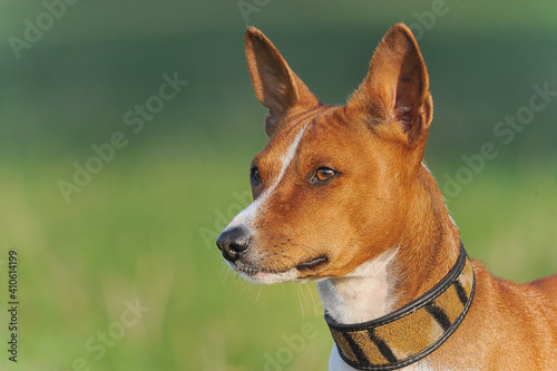 Basenji Kongo Terrier Dog