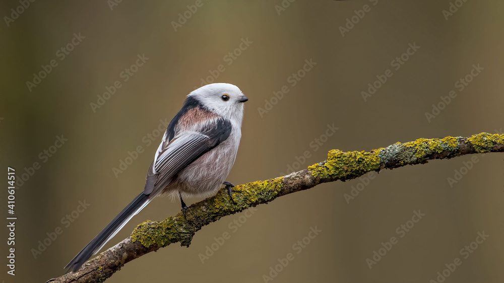 Fototapeta premium Long-tailed tit sitting on a stick