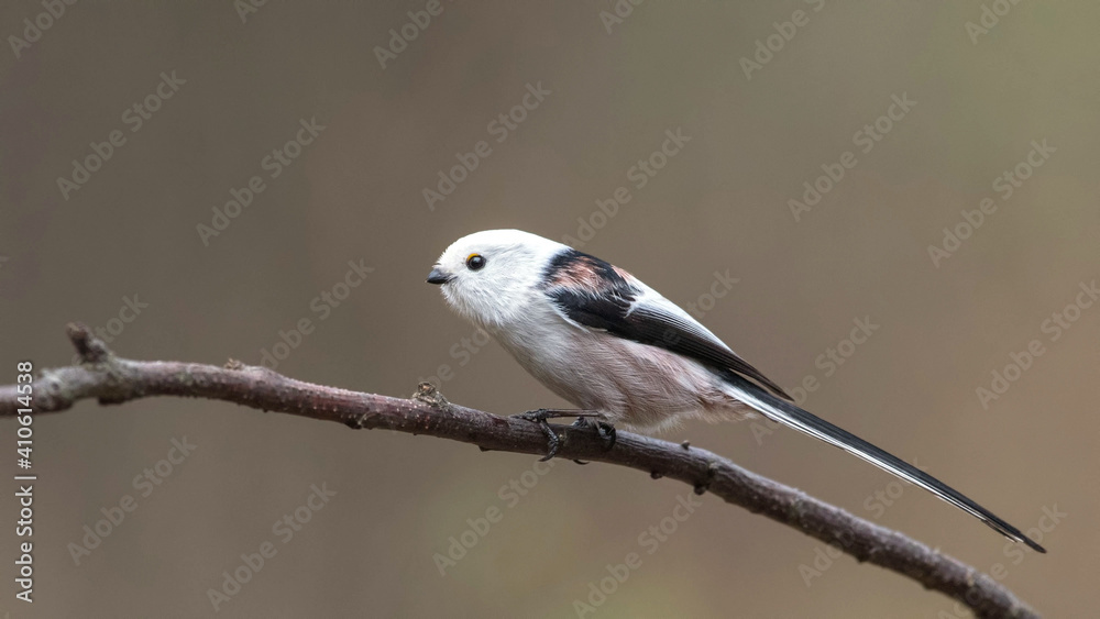 Fototapeta premium Long-tailed tit sitting on a stick