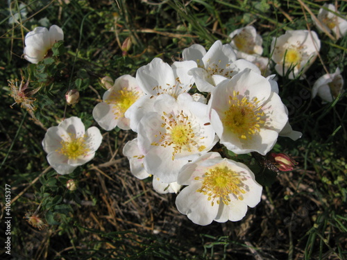 Fleurs blanches d'églantier commun
