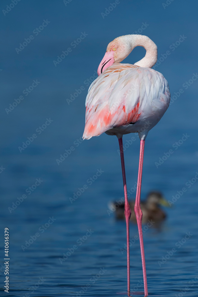 Flamingos no rio Tejo, Portugal