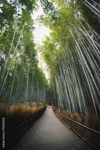 Fototapeta Naklejka Na Ścianę i Meble -  Bamboo path
