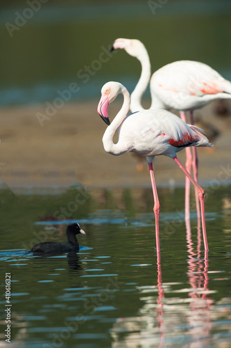 Flamingos no rio Tejo  Portugal
