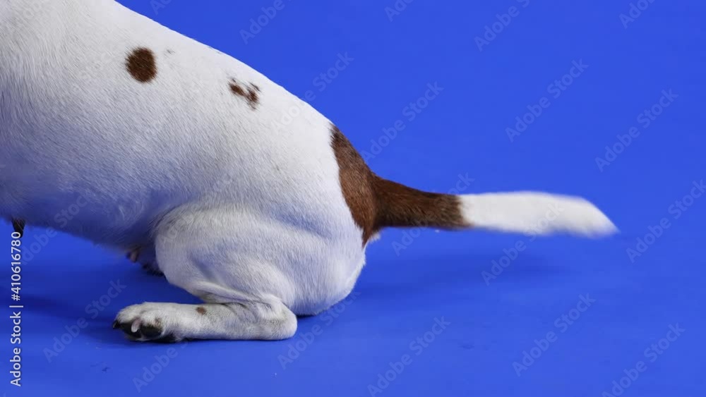 Jack Russell sits in the studio on a blue background, side view. Close up of a dog's hind legs and a wagging tail. Slow motion.