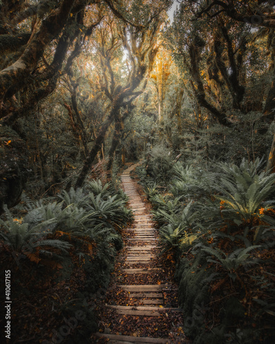 Fototapeta Naklejka Na Ścianę i Meble -  Jungle path in NZ