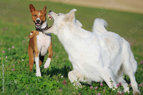 Photography Basenji and White Swiss Shepherd play fighting
