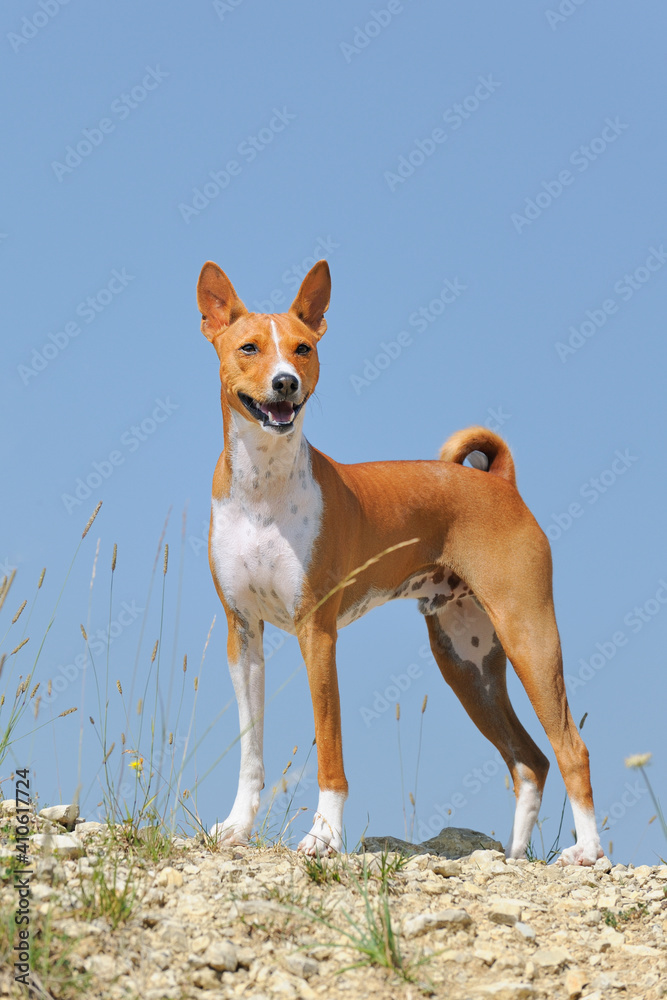 Basenji Kongo Terrier Dog Basenji Kongo Terrier Dog