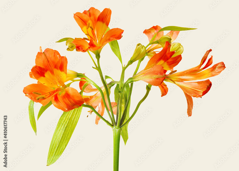 Fototapeta premium Natural orange Alstroemeria HipHop flower