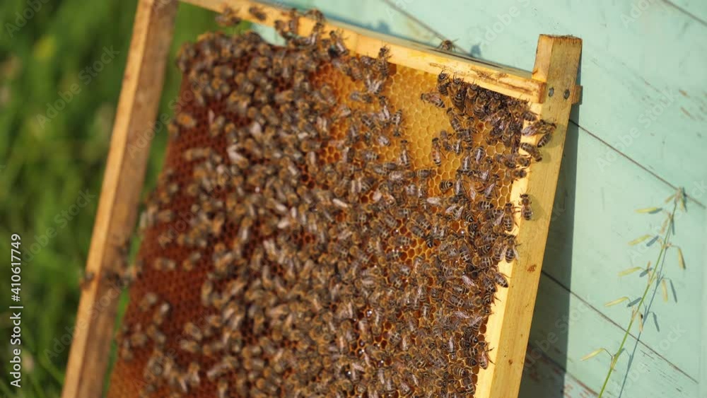 Honey cell with bees flying above. Sunny day in meadow with colorful hives. Apiculture. Honey cell with bees flying above. Sunny day in meadow with colorful hives. Apiculture.