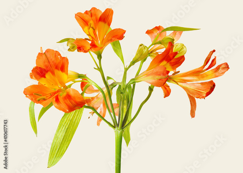 Natural orange Alstroemeria HipHop flower