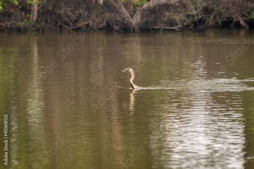 Oriental darter or Indian darter with a catch of fish in beak in middle of water at keoladeo ghana national park or bharatpur bird sanctuary bharatpur rajasthan india - anhinga melanogaster