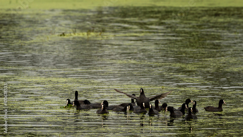 Photos Eurasian coot or common coot or Australian coot or Fulica atra flock or group fl