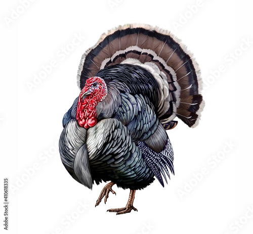 The turkey (Meleagris gallopavo)