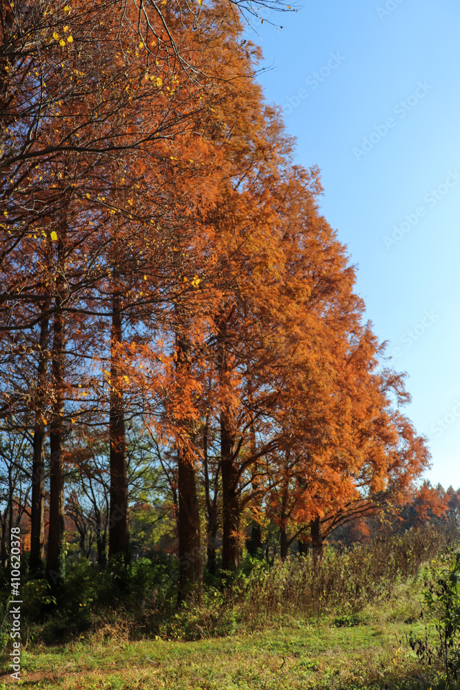 Fototapeta premium 秋の風景 紅葉 メタセコイヤ 美しい 紅葉 夕暮れ 鮮やか 美しい